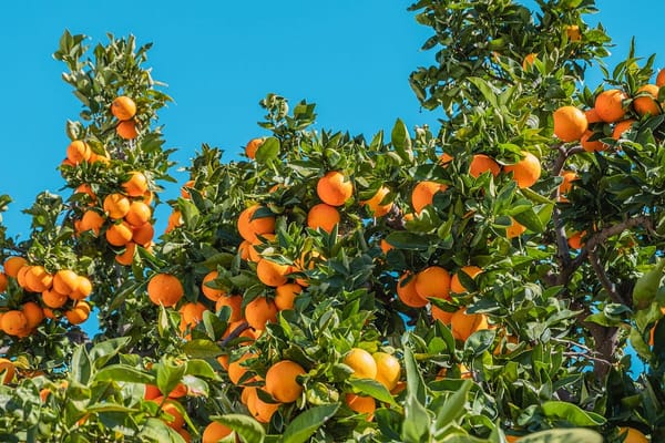 pretty photo of an orange tree